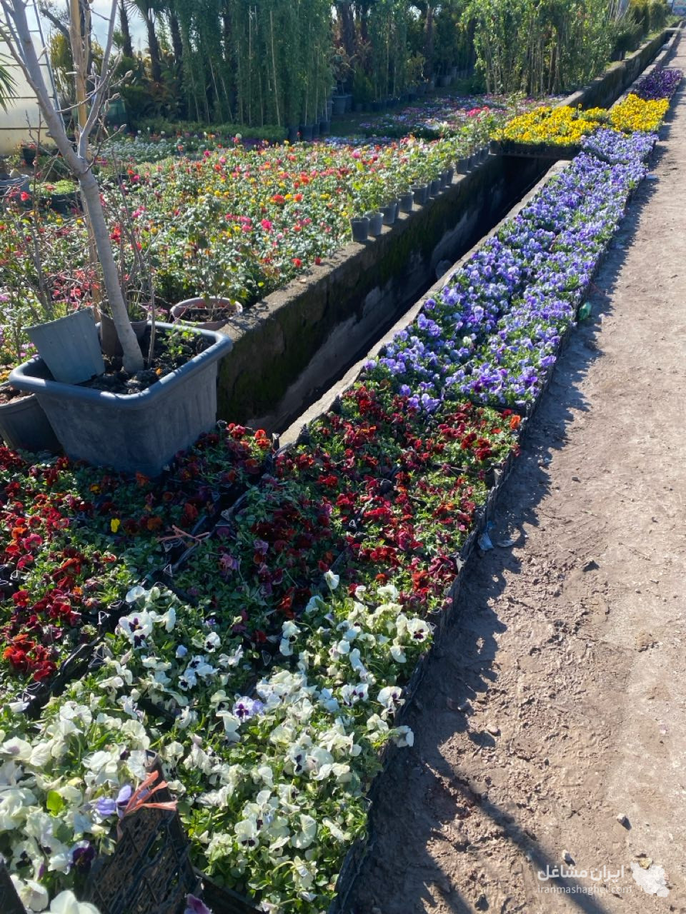 محقق مدرس محوطه سازی و فضای سبز دکتر میثم علی پور سلمانشهر